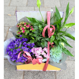 Aranjament plante AN109